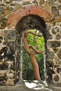 St. John, USVI A twisty Turpentine Tree viewed through the arch of a stone block wall