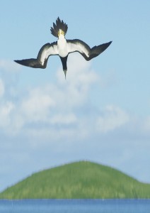 A Brown Booby diving in Magens Bay for a fishy breakfast.  Chari Eaton 2011