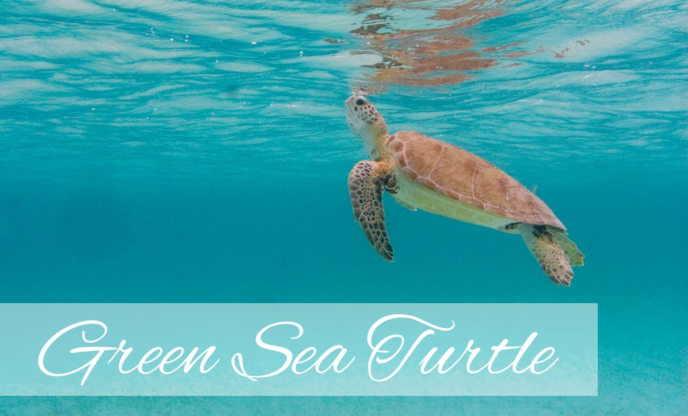 Virgin Islands Sea Turtles | Sea Glass Properties